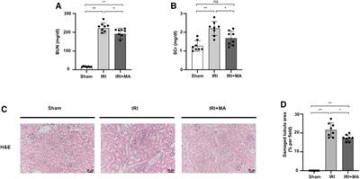 Maslinic Acid Attenuates Ischemia/Reperfusion-Induced Acute Kidney Injury by Suppressing Inflammation and Apoptosis Through Inhibiting NF-κB and MAPK Signaling Pathway